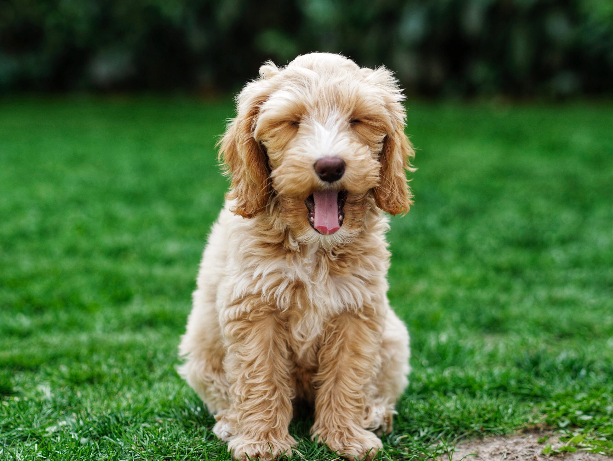 Ben ik een stereotype Aziaat?